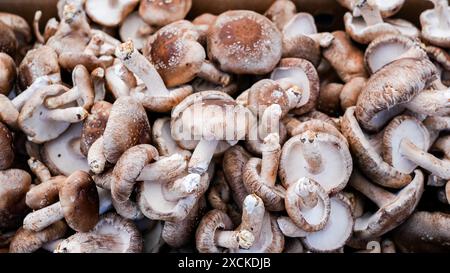 Ein Nahbild frischer, brauner Shiitake-Pilze Stockfoto