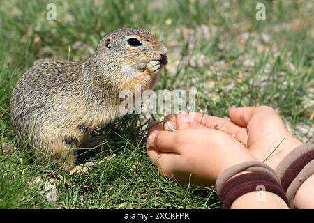 Europäisches Eichhörnchen (ürge), das von Menschenhänden in der Nähe von Tihany, dem Balaton, Ungarn gespeist wird Stockfoto