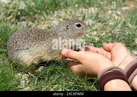 Europäisches Eichhörnchen (ürge), das von Menschenhänden in der Nähe von Tihany, dem Balaton, Ungarn gespeist wird Stockfoto