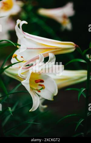 Weiß gelbes Lilium Regale, genannt Königliche Lilie, Königslilie. Blühende Pflanze in einer Lilienfamilie Liliaceae. Trompetenförmige große Glockenblumen. Stockfoto