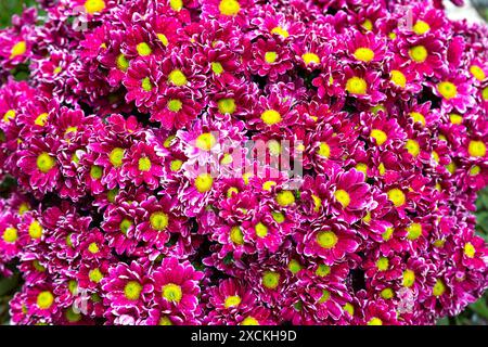 Eine Auswahl rosafarbener Blumen mit leuchtend gelben Blüten Stockfoto