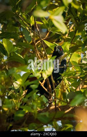 Goa, Indien. Greater Coucal Sitzt Auf Dem Zweig Des Baumes Stockfoto