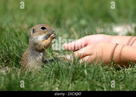 Europäisches Eichhörnchen (ürge), das von Menschenhänden in der Nähe von Tihany, dem Balaton, Ungarn gespeist wird Stockfoto