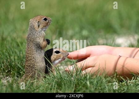 Zwei europäische Eichhörnchen (két ürge), die von Menschenhänden in der Nähe von Tihany, dem Balaton, gespeist werden Stockfoto