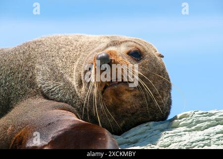 New Zealand Seebär sonnen sich in Wärme auf felsigen Küste Felsvorsprung. Stockfoto