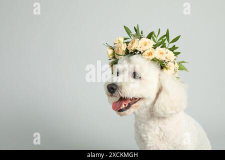 Entzückender Bichon trägt einen Kranz aus wunderschönen Blumen auf grauem Hintergrund. Leerzeichen für Text Stockfoto