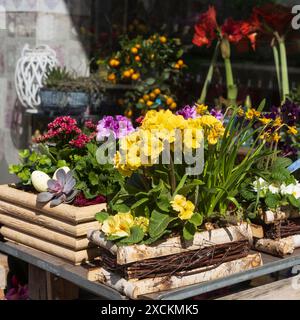 Frühlingsblumen - Muscari, Ranunkeln, Narzissen in einem Korb schmücken den Eingang zum Café. Stockfoto