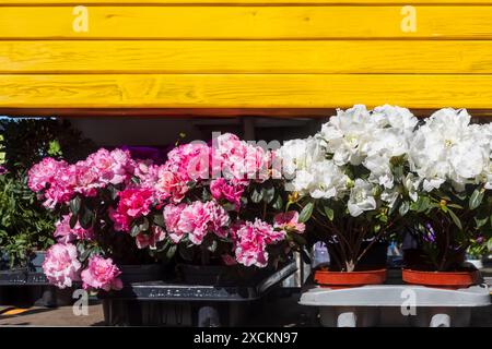 Rote und weiße Rhododendrons in Töpfen zum Verkauf in einem Blumenladen im Frühjahr. Stockfoto