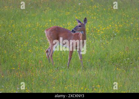 WeissschwanzRehe, die in einem Wildblumenfeld im Norden Wisconsins stöbern Stockfoto