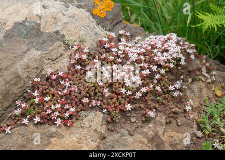 Englischer Stonecrop (Sedum anglicum) auf dem South West Coast Path; weiße Blume saftig; Küstenflora; Lizard Point, Cornwall Stockfoto