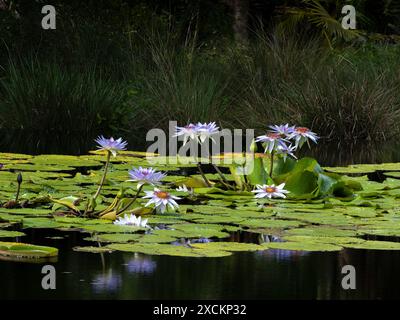 Seerosen im Sommerteich Stockfoto
