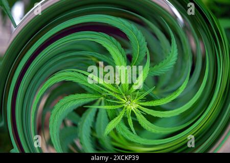 Abstraktes Bild einer jungen Cannabispflanze. Stockfoto