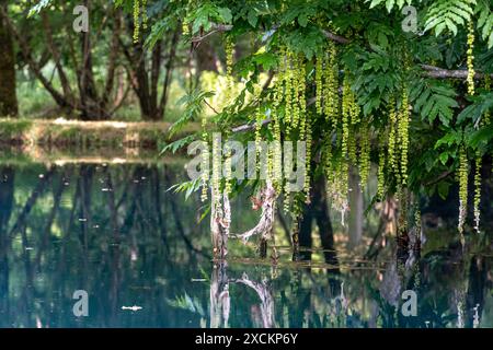 Die blauen Springbrunnen am Château de Beaulon - Saint Dizant du Gua; Charente Maritime, Frankreich Stockfoto