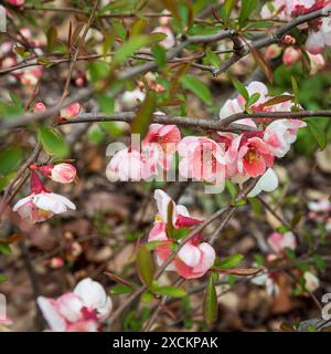 Chaenomeles japonica, auch als japanische Quitte oder Maule-Quitte bezeichnet, ist eine Art blühender Quitte, die in Japan beheimatet ist. Stockfoto