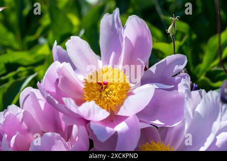 Paeonia lactiflora giardino di casa. Schöne Pfingstrosenblüte. Japanische Pfingstrosen. Stockfoto