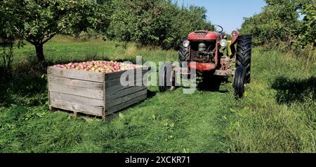 Kiste mit Äpfeln und alter Traktor stehen im Sommergarten Stockfoto