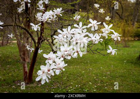 Frühling in London. Magnolia Stellata 'Rosea', weiße Blüte und Knospe an einem Baum Eröffnung Stockfoto