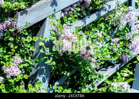 Lilafarbene Blüten wachsen neben einem grau bemalten Holzzaun Stockfoto