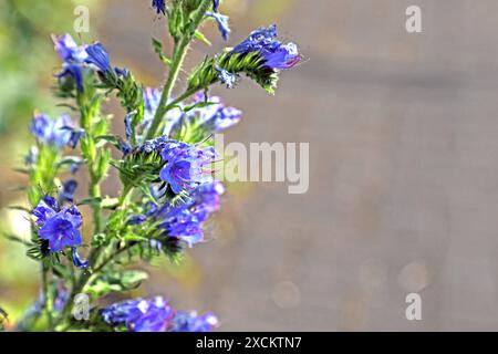 Wildkräuter in der Landschaft die blauen Blüten vom Natternkopf zu Beginn der Sommerzeit *** Wilde Kräuter in der Landschaft die blauen Blüten des Viperenbugloss zu Beginn des Sommers Stockfoto