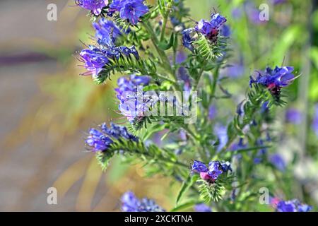 Wildkräuter in der Landschaft die blauen Blüten vom Natternkopf zu Beginn der Sommerzeit *** Wilde Kräuter in der Landschaft die blauen Blüten des Viperenbugloss zu Beginn des Sommers Stockfoto