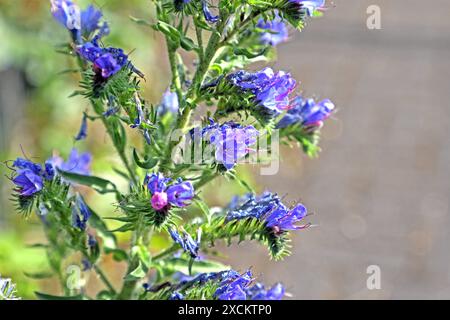 Wildkräuter in der Landschaft die blauen Blüten vom Natternkopf zu Beginn der Sommerzeit *** Wilde Kräuter in der Landschaft die blauen Blüten des Viperenbugloss zu Beginn des Sommers Stockfoto