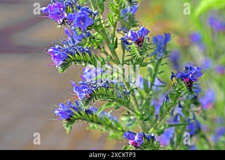 Wildkräuter in der Landschaft die blauen Blüten vom Natternkopf zu Beginn der Sommerzeit *** Wilde Kräuter in der Landschaft die blauen Blüten des Viperenbugloss zu Beginn des Sommers Stockfoto