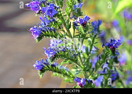 Wildkräuter in der Landschaft die blauen Blüten vom Natternkopf zu Beginn der Sommerzeit *** Wilde Kräuter in der Landschaft die blauen Blüten des Viperenbugloss zu Beginn des Sommers Stockfoto