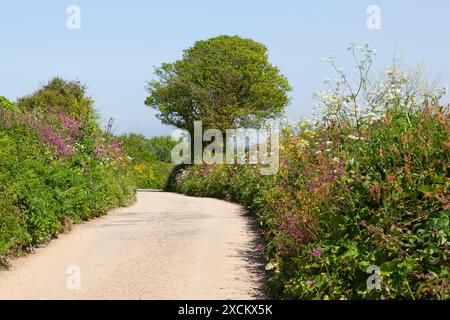 Wildblumen auf einer Landstraße in Cornwall; Nebenstraßen in Cornwall; Marazion Stockfoto