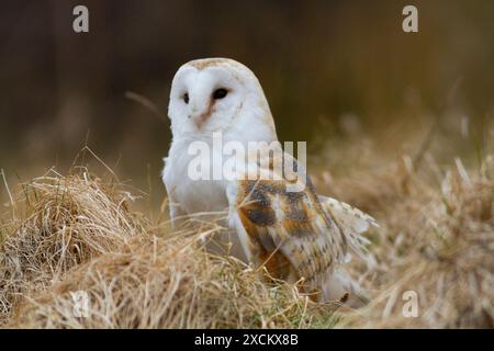 Scheuneneule (Tyto alba) auf einem Feld Stockfoto