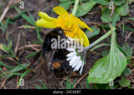 Buff Tail Bumblebee Queen (Bombus terrestris), The Lizard, Cornwall, Großbritannien Stockfoto