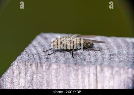 Gattung Pollenia Cluster Fliegen Familie Polleniidae wilde Natur Insekten Tapete, Bild, Fotografie Stockfoto