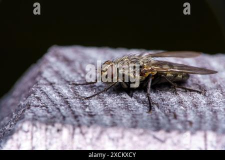 Gattung Pollenia Cluster Fliegen Familie Polleniidae wilde Natur Insekten Tapete, Bild, Fotografie Stockfoto