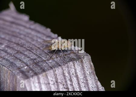 Gattung Pollenia Cluster Fliegen Familie Polleniidae wilde Natur Insekten Tapete, Bild, Fotografie Stockfoto