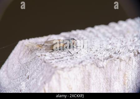 Gattung Pollenia Cluster Fliegen Familie Polleniidae wilde Natur Insekten Tapete, Bild, Fotografie Stockfoto