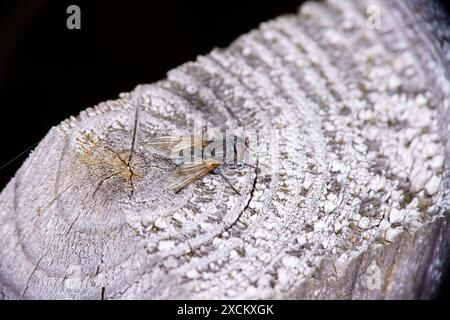 Gattung Pollenia Cluster Fliegen Familie Polleniidae wilde Natur Insekten Tapete, Bild, Fotografie Stockfoto