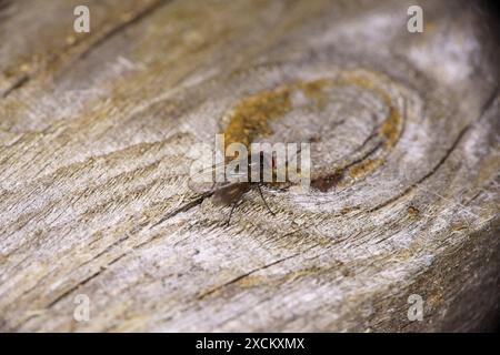 Gattung Protocalliphora Familie Calliphoridae Vogel Blowfy wilde Natur Insektenfotografie, Bild, Tapete Stockfoto