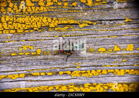 Gattung Protocalliphora Familie Calliphoridae Vogel Blowfy wilde Natur Insektenfotografie, Bild, Tapete Stockfoto