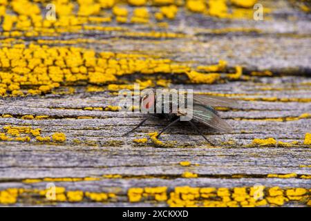 Gattung Protocalliphora Familie Calliphoridae Vogel Blowfy wilde Natur Insektenfotografie, Bild, Tapete Stockfoto