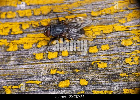 Muscina pascuorum Familie Muscidae Gattung Muscina Haus Fliege wilde Natur Insektenfotografie, Bild, Tapete Stockfoto