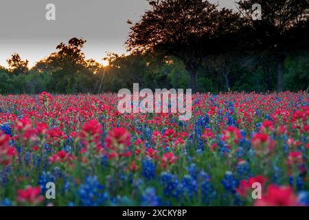 Atemberaubendes Foto von einer Frühlingswiese im McKinney Falls State Park in der Nähe von Austin, Texas, mit einer lebhaften Mischung aus roten indischen Pinseln und Bluebonnets. Stockfoto