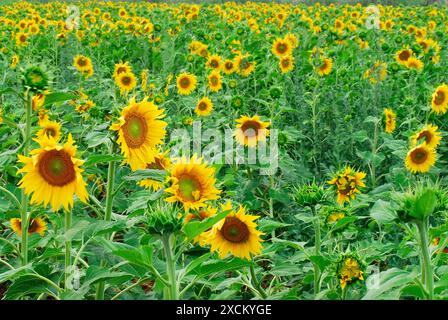 Sonnenblumen in der Nähe von Villalba de Duero, Burgos, Spanien Stockfoto