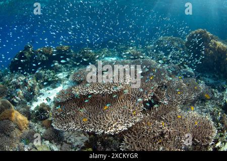 Horden von blau-grünen Chromis bilden sich über einer großen Tafelkoralle in der Nähe von Alor, Indonesien. Diese wunderschöne Region bietet eine außergewöhnliche Artenvielfalt im Meer. Stockfoto