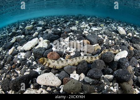 Ein Schneeflocken-Muränen schwimmt über einem flachen, felsigen Meeresboden in Alor, Indonesien. Dieser Aal ist ein häufiger Bewohner von Korallenriffen im Indo-Pazifik. Stockfoto