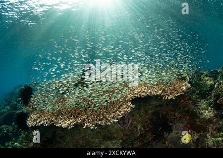 Horden von blau-grünen Chromis bilden sich über einer großen Tafelkoralle in der Nähe von Alor, Indonesien. Diese wunderschöne Region bietet eine außergewöhnliche Artenvielfalt im Meer. Stockfoto