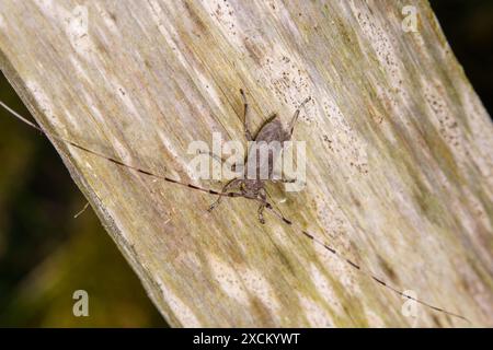 Acanthocinus aedilis Familie Cerambycidae Gattung Acanthocinus Timberman Käfer Holzbohnenkäfer Longhornkäfer wilde Natur Insektenfotografie, Bild Stockfoto