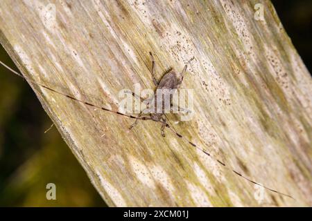 Acanthocinus aedilis Familie Cerambycidae Gattung Acanthocinus Timberman Käfer Holzbohnenkäfer Longhornkäfer wilde Natur Insektenfotografie, Bild Stockfoto