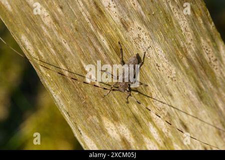 Acanthocinus aedilis Familie Cerambycidae Gattung Acanthocinus Timberman Käfer Holzbohnenkäfer Longhornkäfer wilde Natur Insektenfotografie, Bild Stockfoto