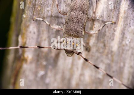 Acanthocinus aedilis Familie Cerambycidae Gattung Acanthocinus Timberman Käfer Holzbohnenkäfer Longhornkäfer wilde Natur Insektenfotografie, Bild Stockfoto