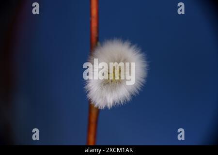 Salix acutifolia Familie Salicaceae Gattung Salix Sibirische Veilchenweide langblättrige Veilchenweide scharfe Blattweide Stockfoto