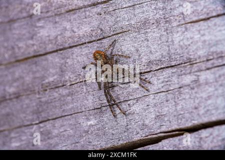 Tmarus Piger Familie Thomisidae Gattung Tmarus Krabbenspinne wilde Natur Insektenfotografie, Bild, Tapete Stockfoto